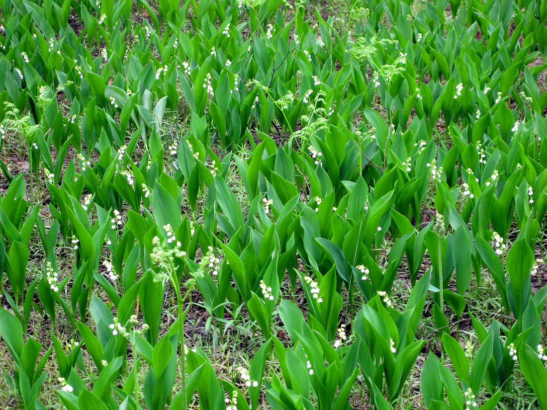 Изображение особи Convallaria majalis.