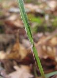 Luzula forsteri