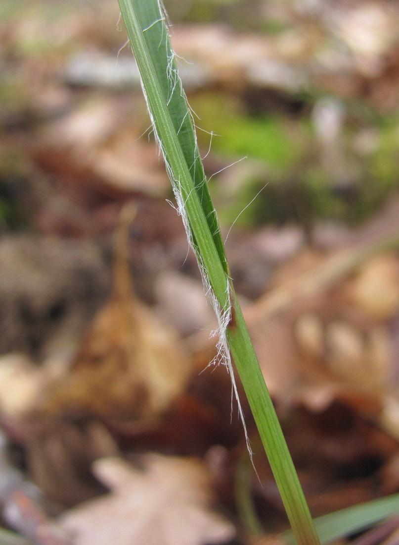 Image of Luzula forsteri specimen.