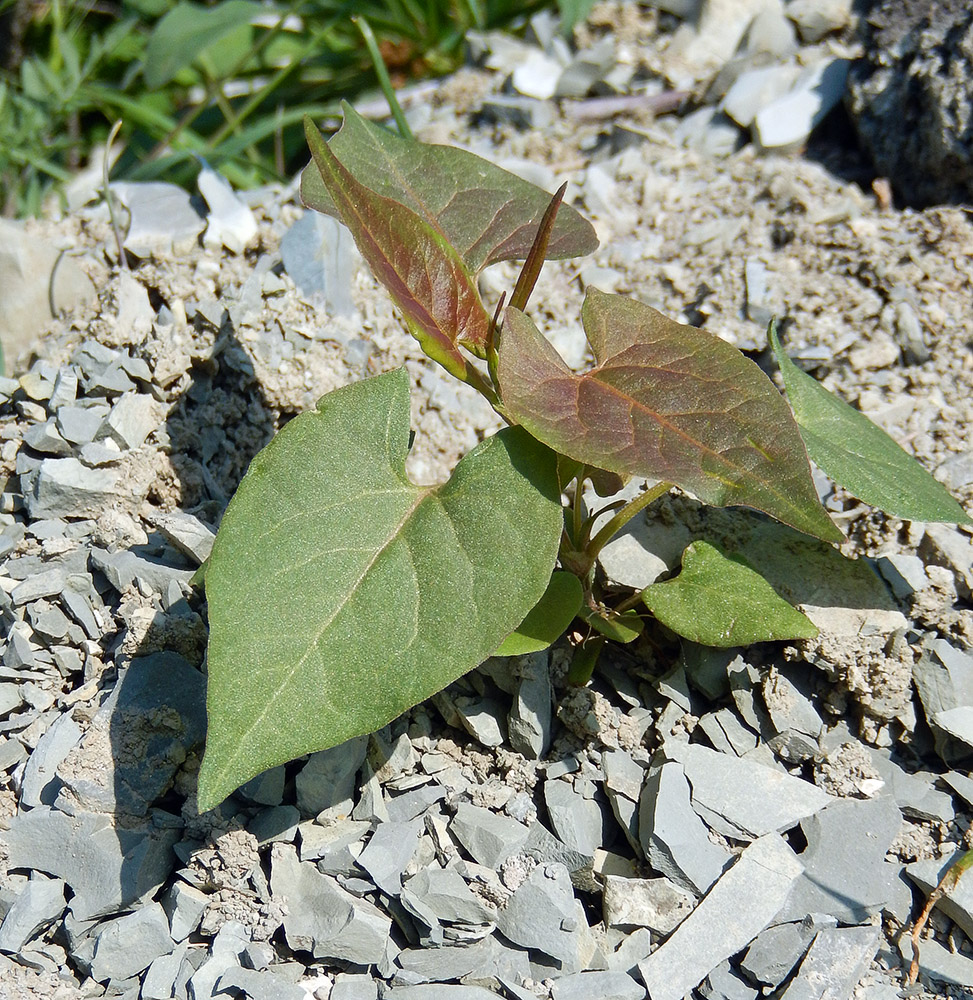 Изображение особи Fallopia convolvulus.