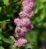 Spiraea × billardii. Средняя часть раскрывающегося соцветия. Восточный Казахстан, г. Усть-Каменогорск, Архитектурно-ландшафтный музей-заповедник, в культуре. 11.07.2017.
