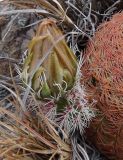 Echinocereus rigidissimus