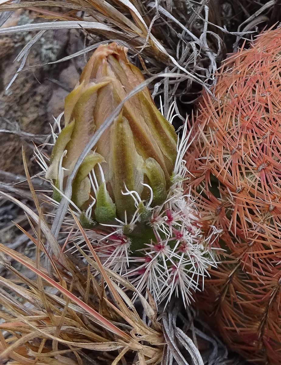 Image of Echinocereus rigidissimus specimen.