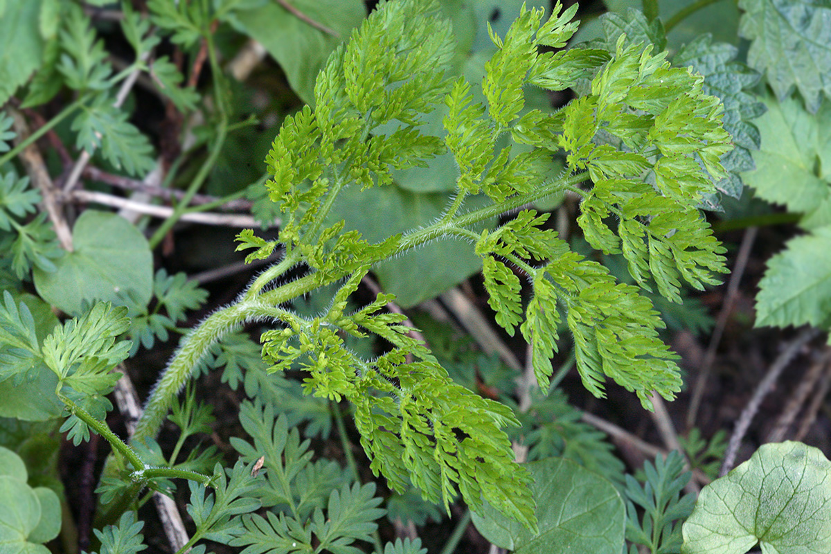 Изображение особи Chaerophyllum prescottii.