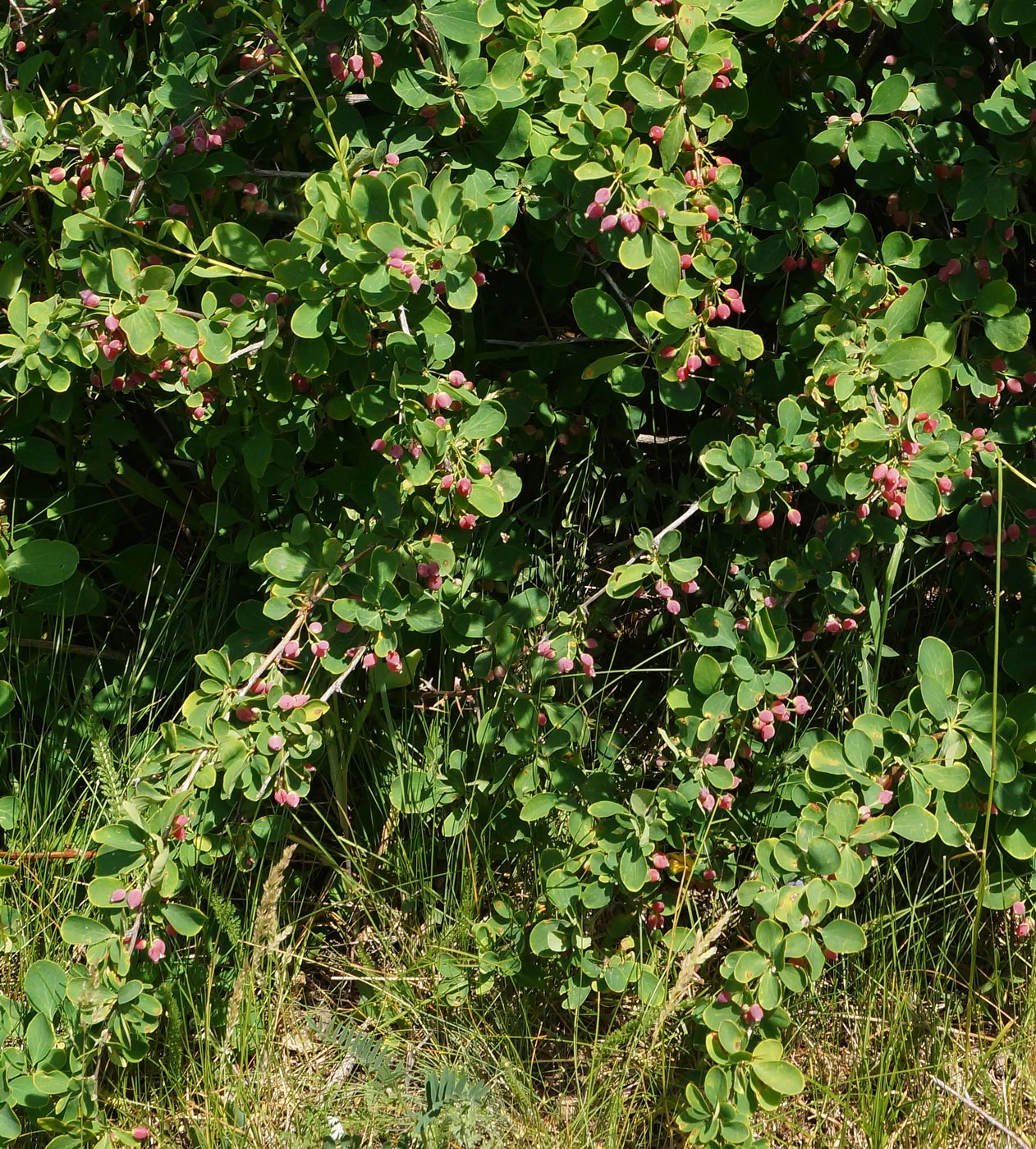 Image of Berberis sphaerocarpa specimen.