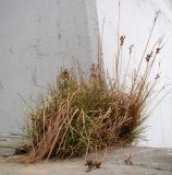 Juncus gerardi