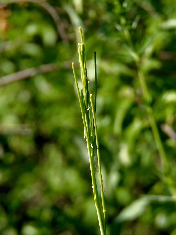 Image of Turritis glabra specimen.