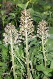 Petasites hybridus