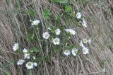 genus Cerastium