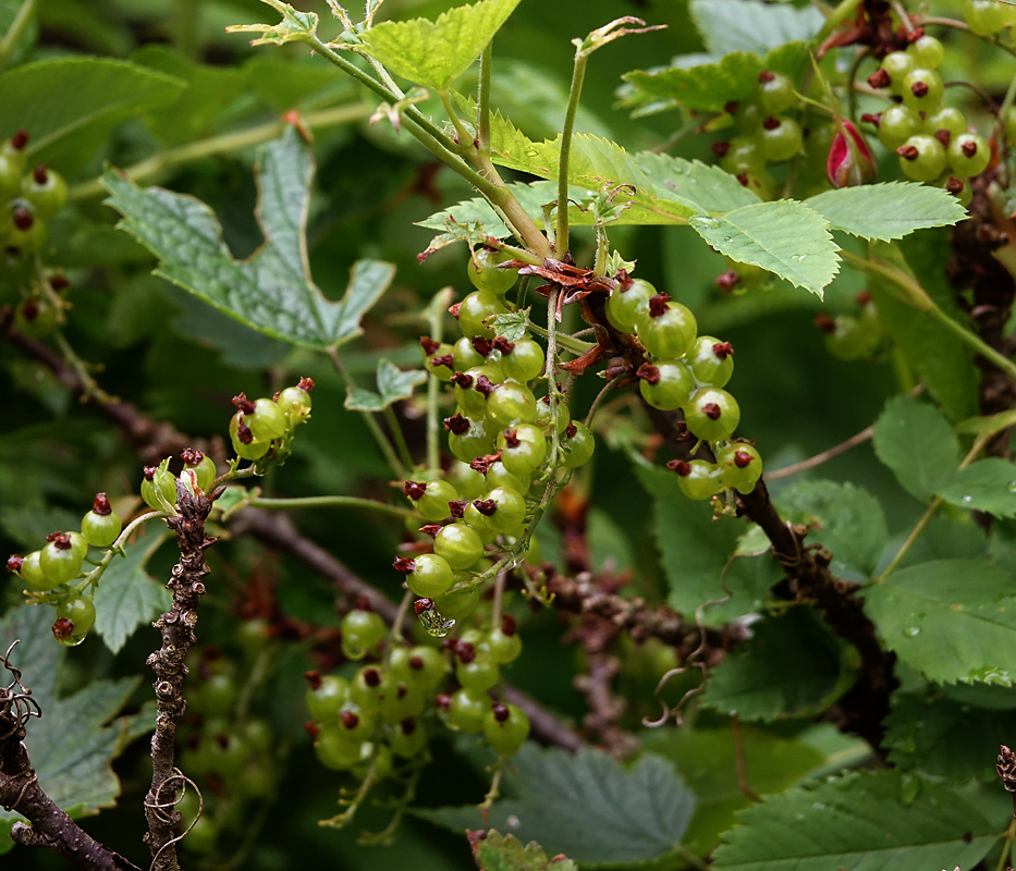 Изображение особи Ribes rubrum.