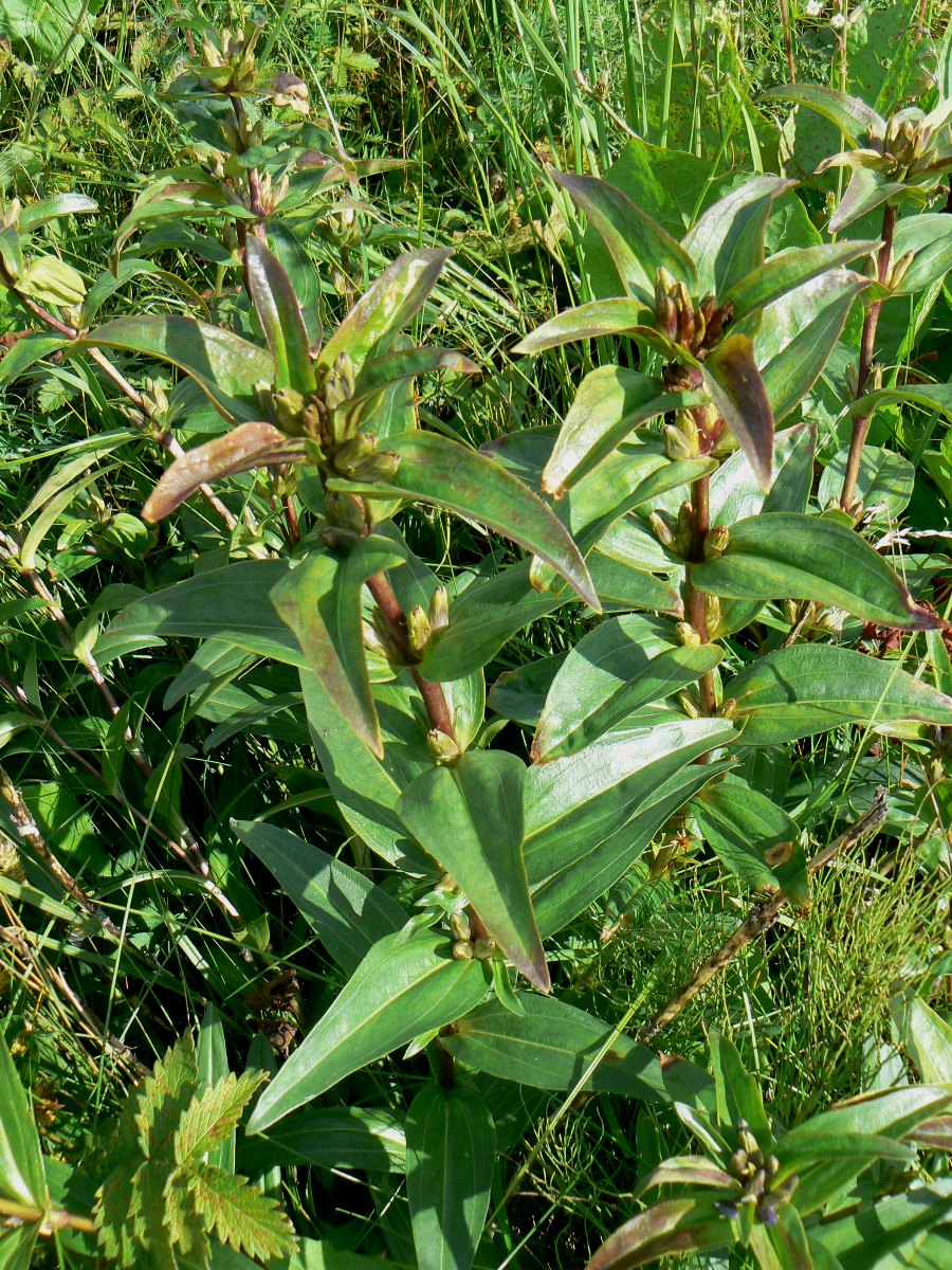 Изображение особи Gentiana cruciata.