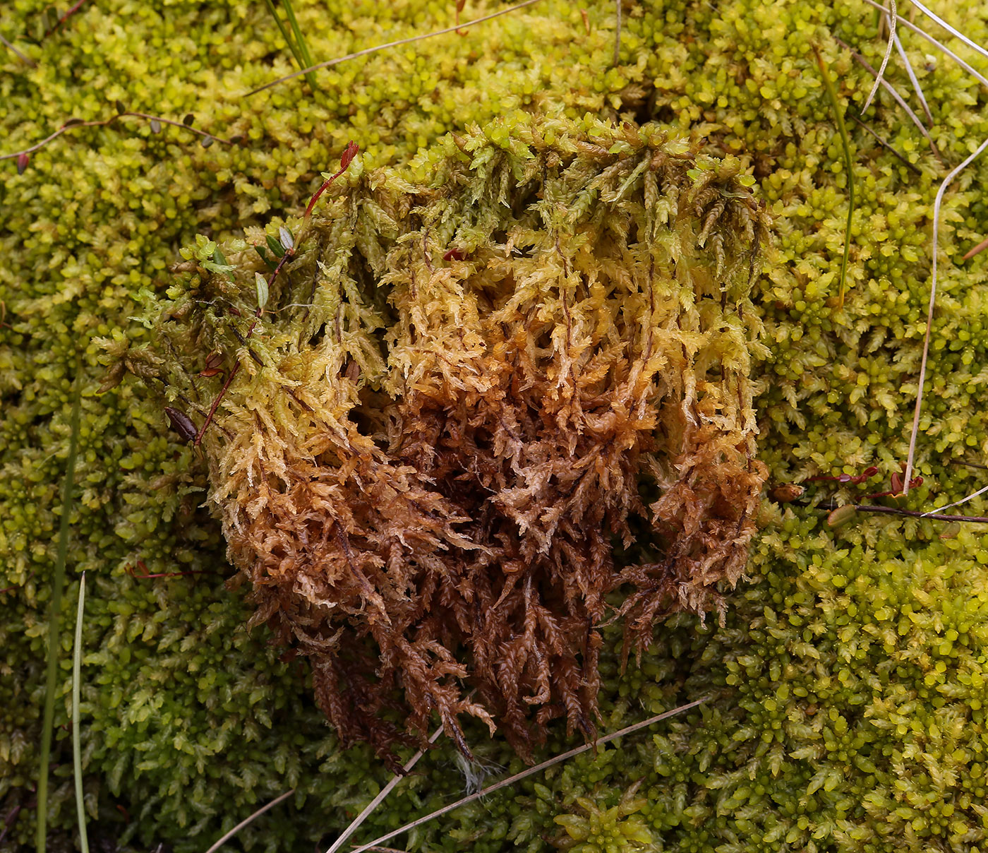 Image of genus Sphagnum specimen.