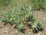 Centaurea benedicta