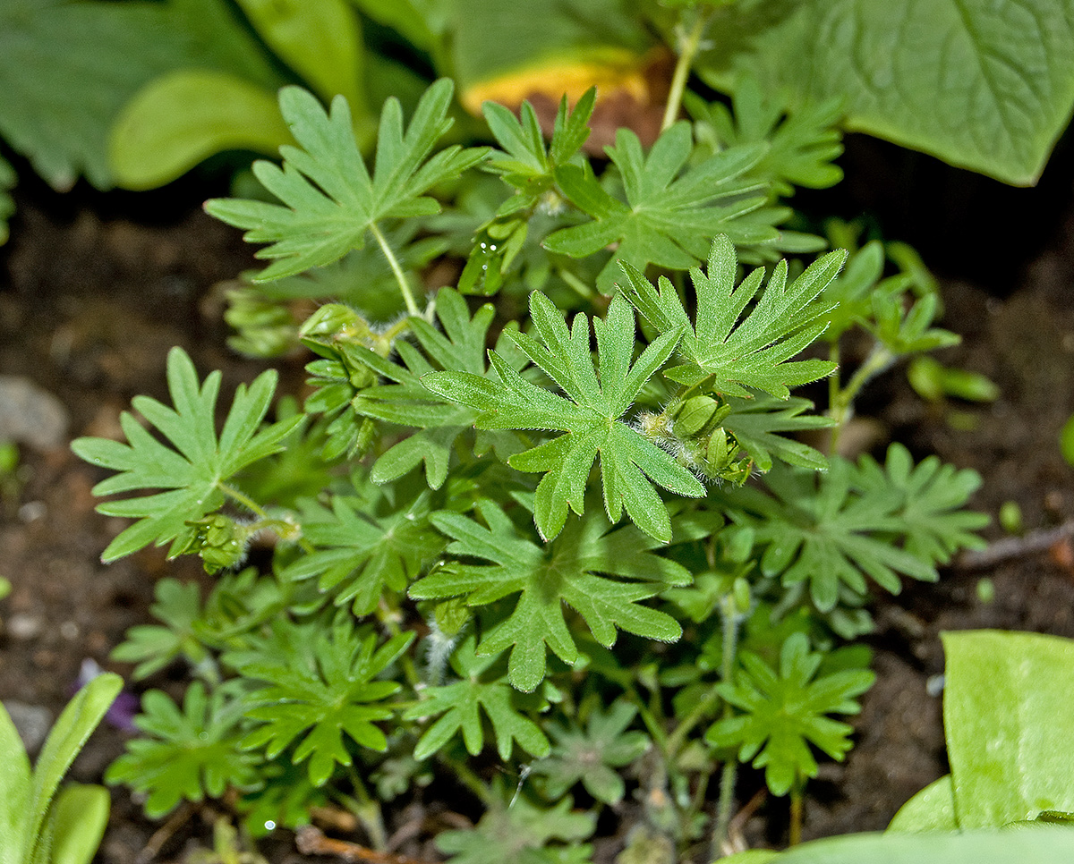 Изображение особи Geranium sanguineum.