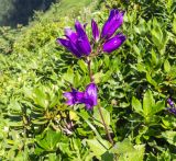 Campanula latifolia