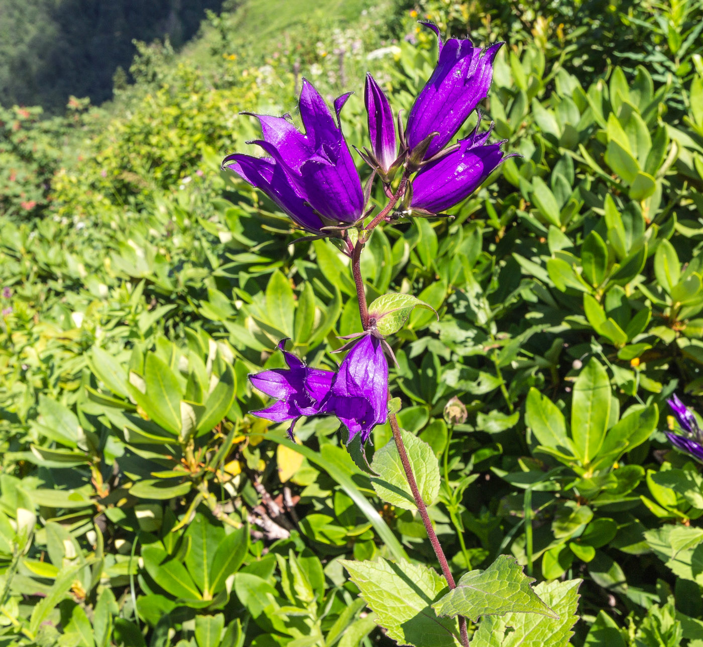 Image of Campanula latifolia specimen.