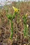 Linum nodiflorum