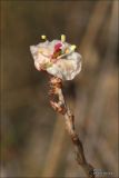 Image of taxon representative. Author is Владимир Савчук