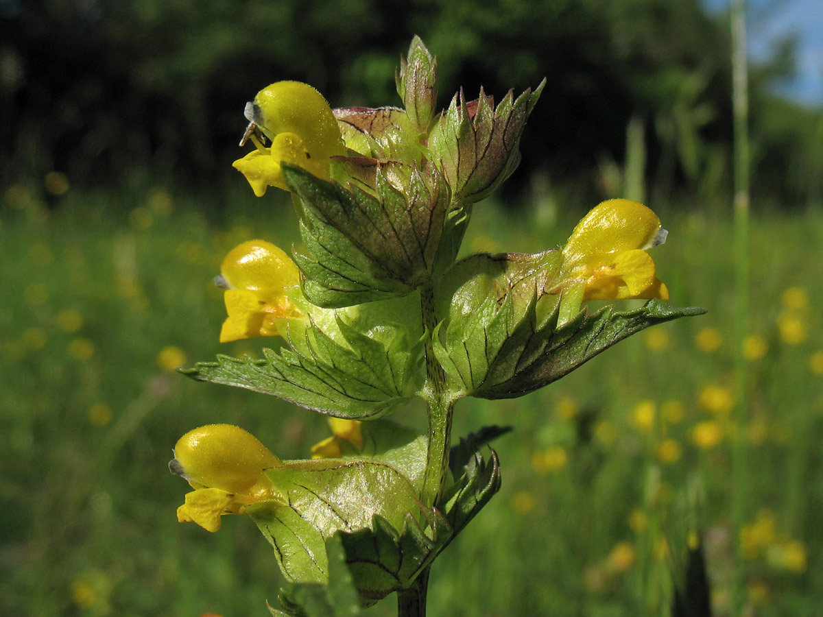 Изображение особи Rhinanthus aestivalis.