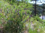 Vicia nervata