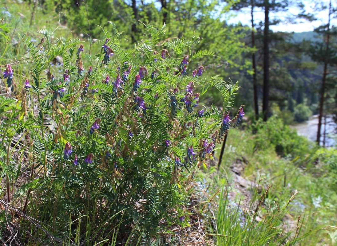 Изображение особи Vicia nervata.