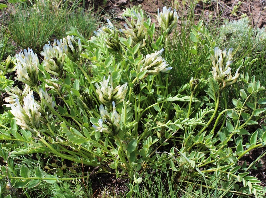 Image of Astragalus physocarpus specimen.