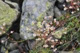 genus Saxifraga