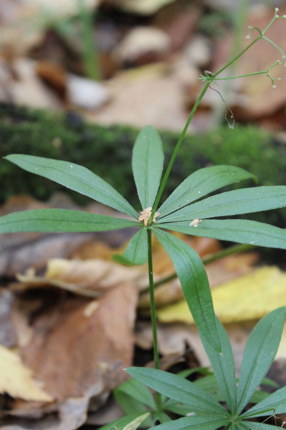 Image of Galium odoratum specimen.