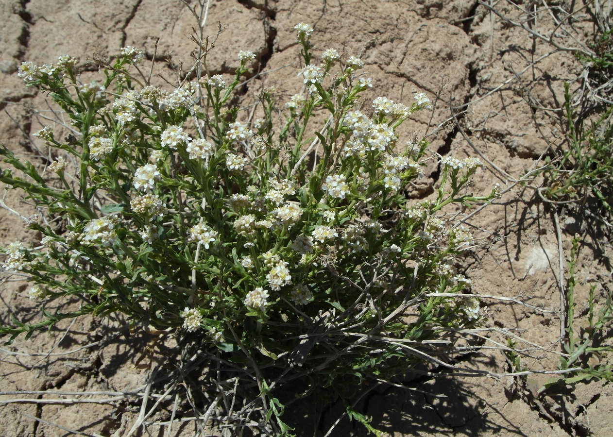 Image of familia Brassicaceae specimen.