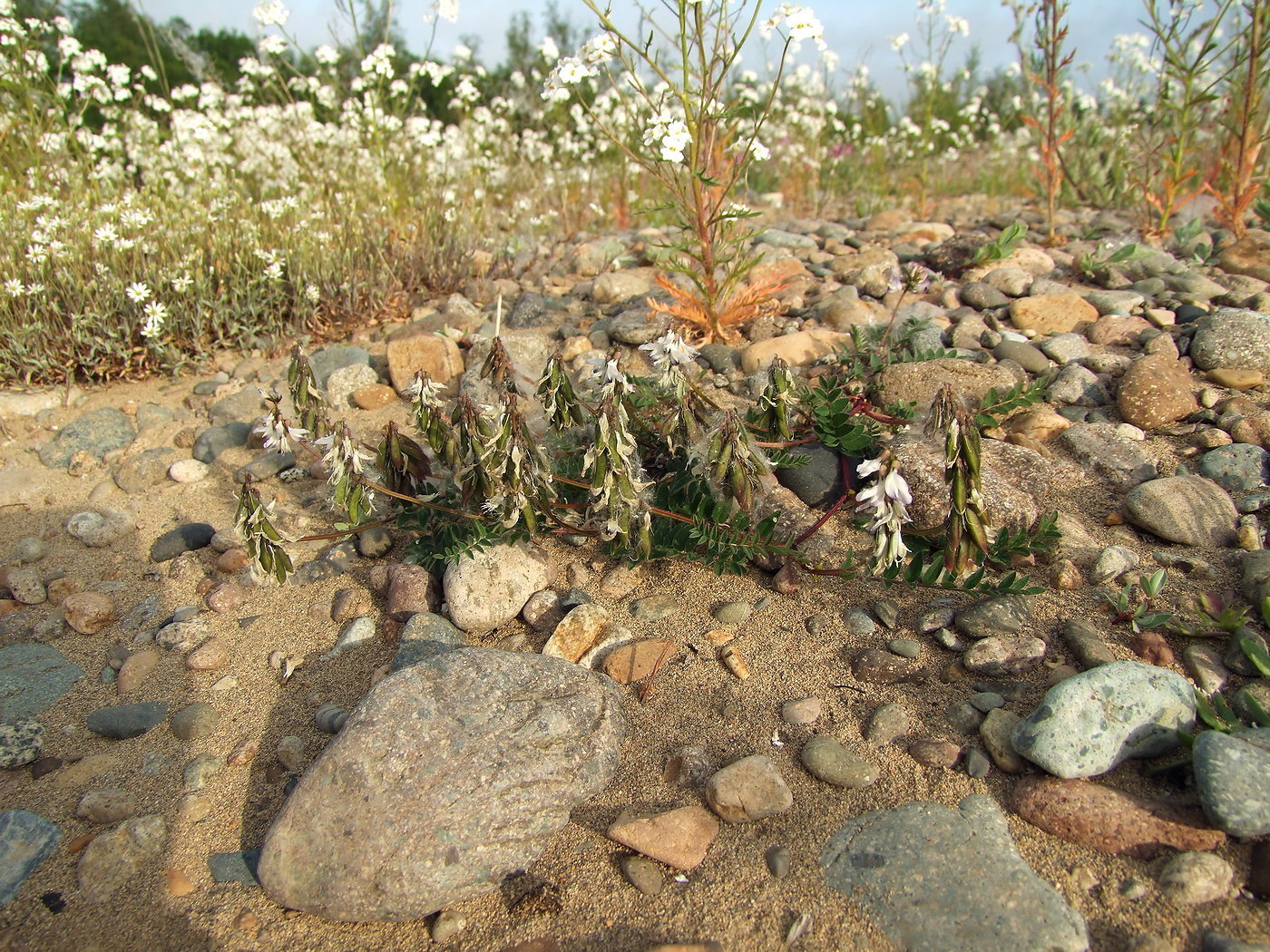 Изображение особи Astragalus alpinus.