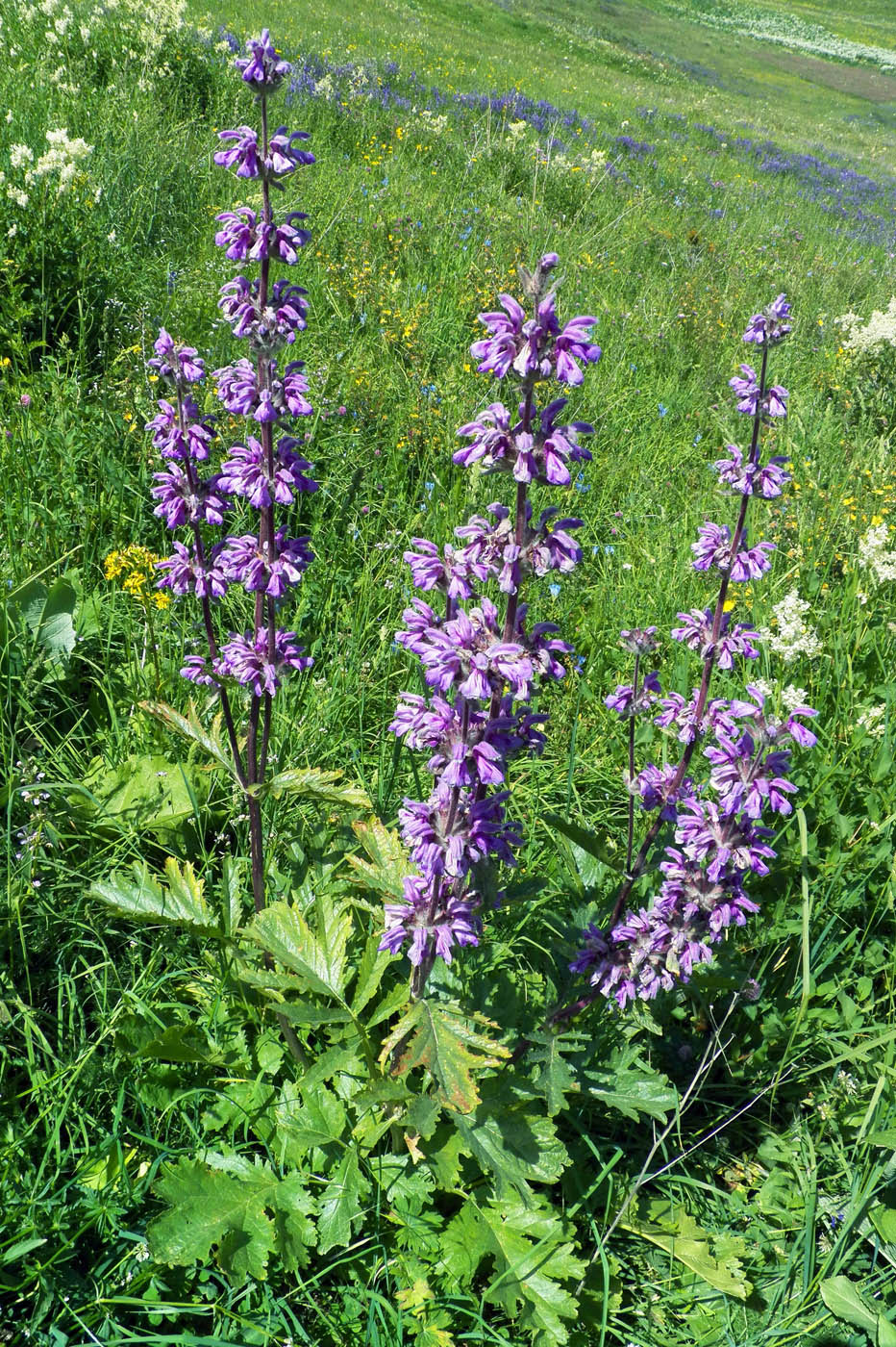 Image of Phlomoides lehmanniana specimen.