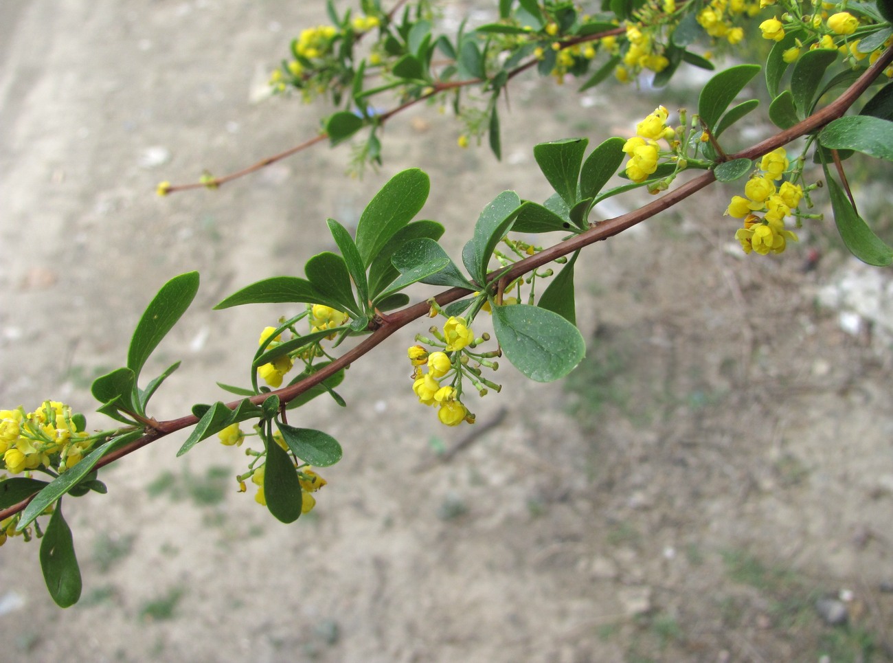 Image of Berberis iberica specimen.