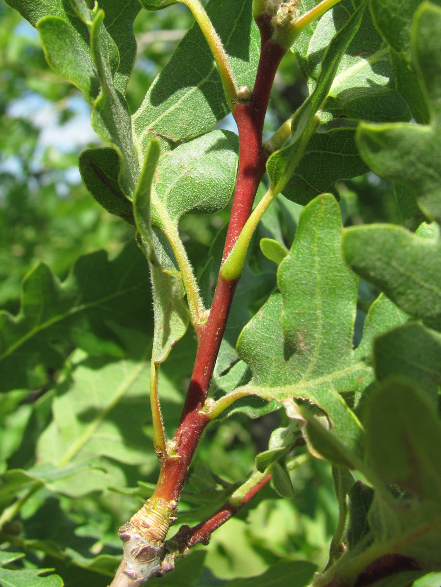 Image of Quercus pubescens specimen.