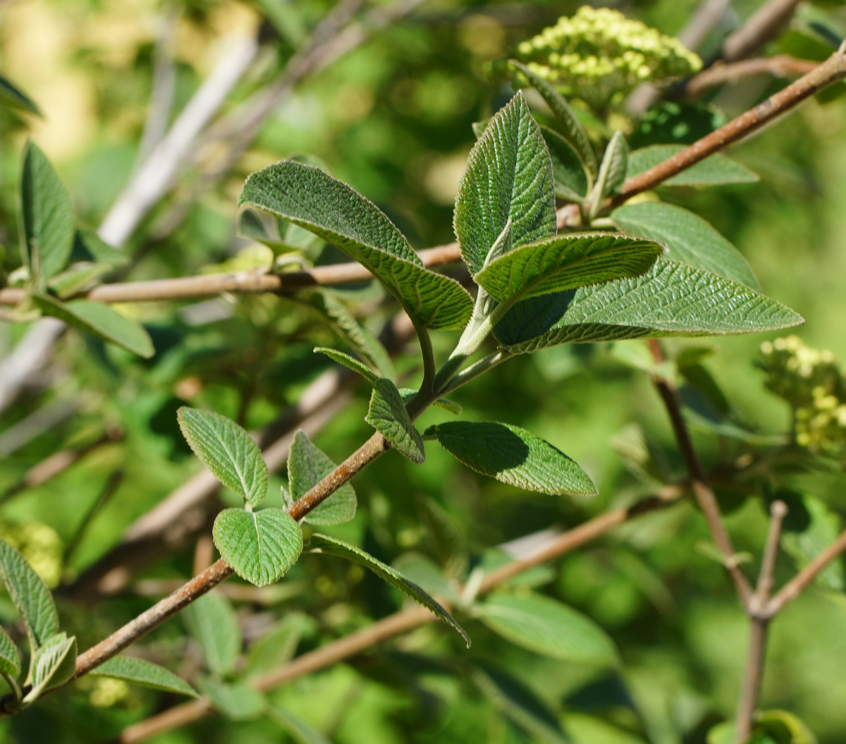 Изображение особи Viburnum lantana.