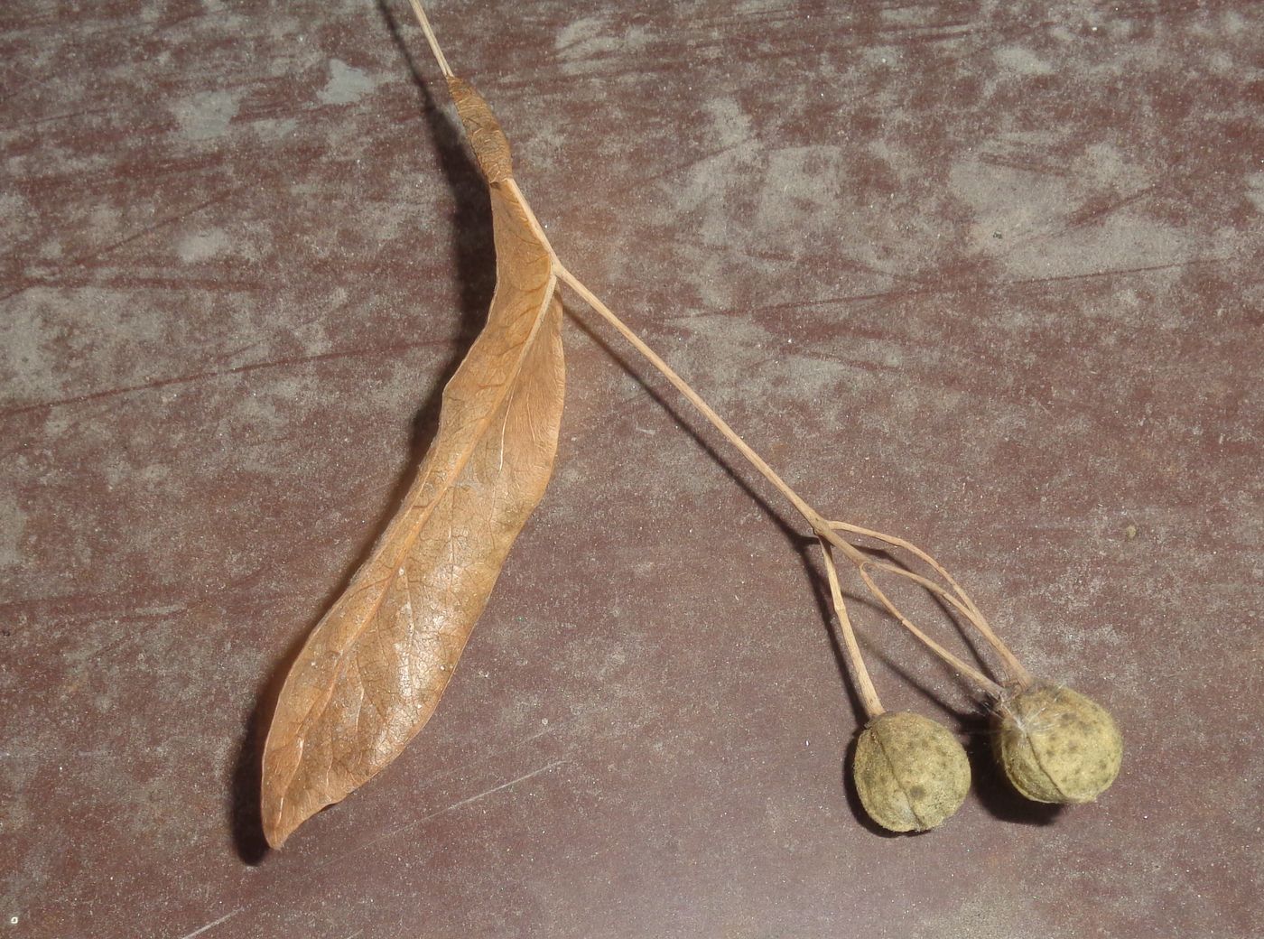 Image of genus Tilia specimen.