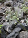 Allium caesium. Соцветие (Allium renari Regel). Казахстан, Южно-Казахстанская обл., Сырдарья-Туркестанский государственный региональный природный парк, Боралдайский филиал, щебнистая россыпь. 06.06.2017.