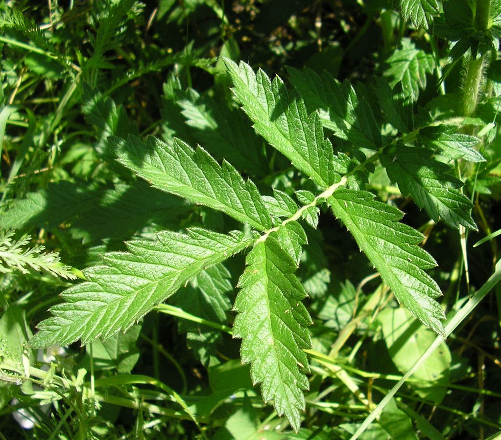 Image of Agrimonia eupatoria ssp. grandis specimen.