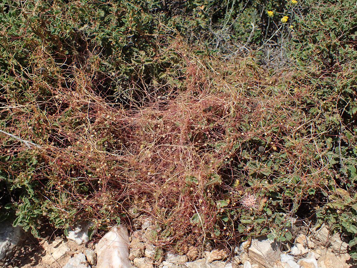 Image of Cuscuta palaestina specimen.