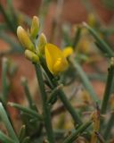 Genista acanthoclada
