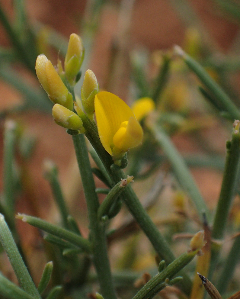 Image of Genista acanthoclada specimen.