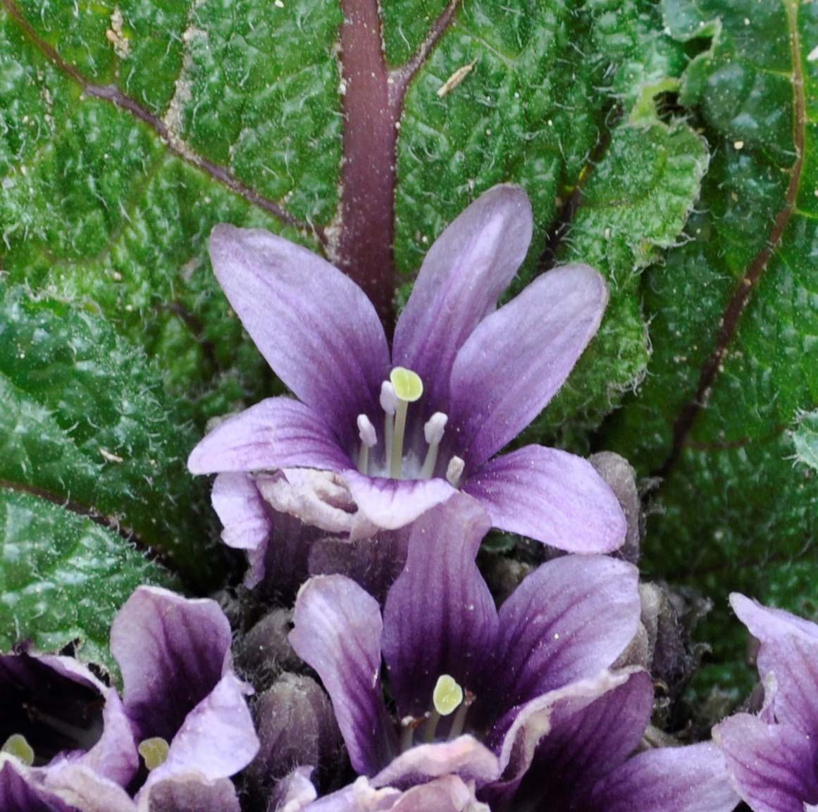 Изображение особи Mandragora autumnalis.