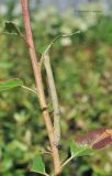 Image of taxon representative. Author is Светлана Кубасова