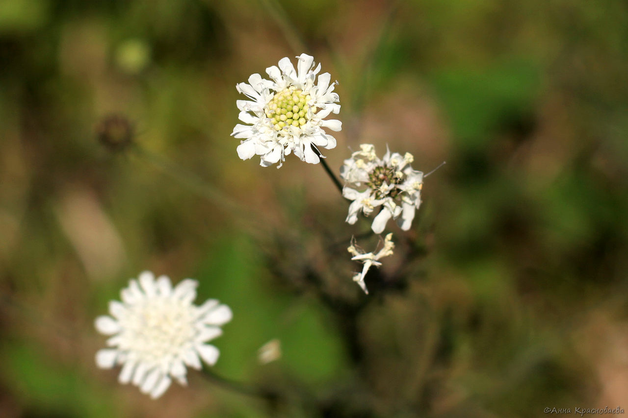 Изображение особи род Scabiosa.