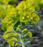 Euphorbia veneris. Верхушка побега с соцветием и сидящим комариком. Республика Кипр, Лес Пафоса (Δάσος Πάφου), ≈ 1100 м н.у.м., основание скалы у обочины дороги. 23.02.2019.