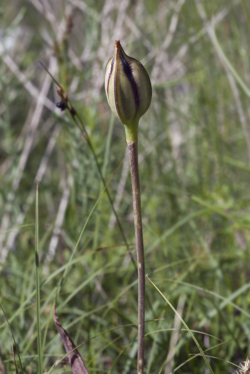 Image of Tulipa tschimganica specimen.