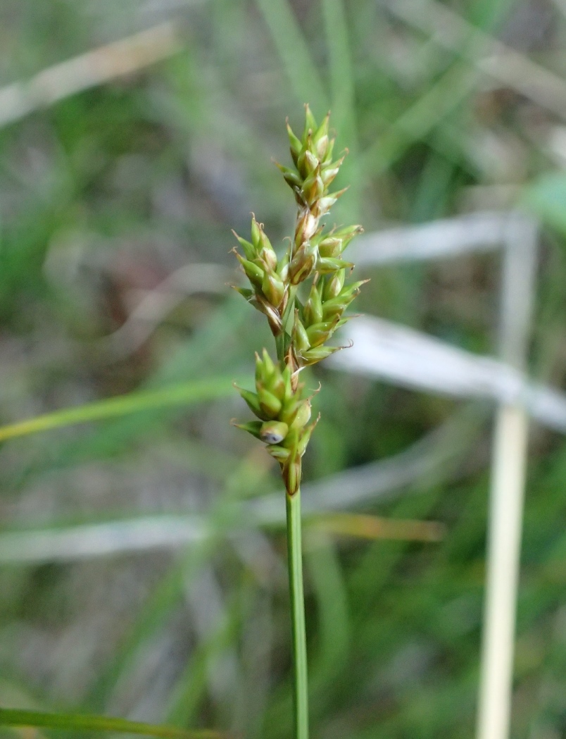 Image of Carex brunnescens specimen.