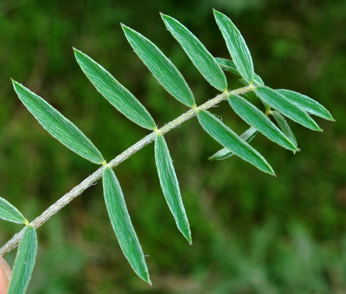 Изображение особи Astragalus bossuensis.