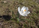 Crocus vernus. Цветущее и вегетирующие растения. Тверская обл., г. Тверь, городской сад, газон, в культуре. 15.04.2019.
