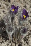 Pulsatilla patens. Зацветающее растение. Костромская обл., Судиславский р-н, дер. Антипино, в культуре (происхождение - Костромская обл.). 23.04.2019.