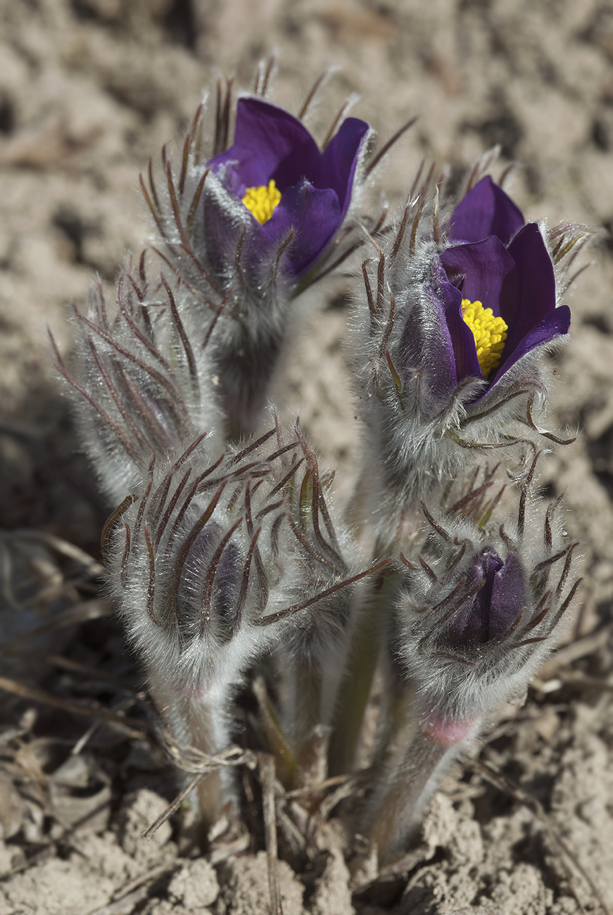 Image of Pulsatilla patens specimen.